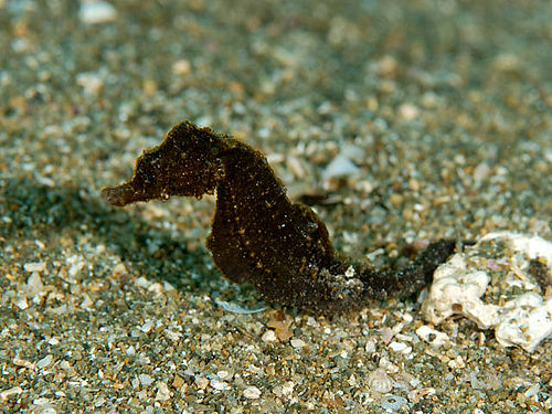 Japanese seahorse